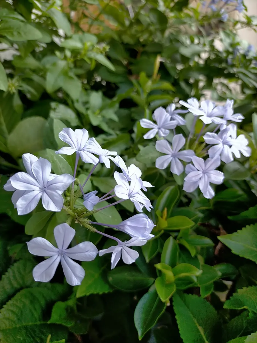 ルリマツリ（プルンバゴ）の写真-みんなの趣味の園芸2532986