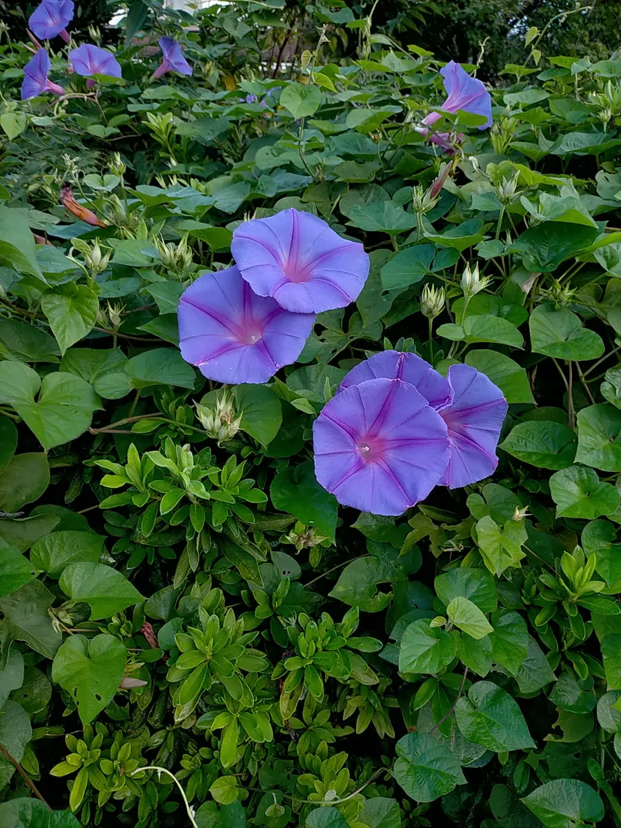 アサガオの写真-みんなの趣味の園芸2546167