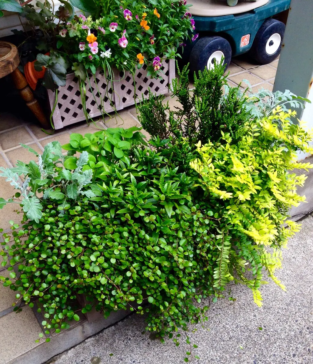 サフィニア&ワイヤープランツ寄せ植え確認用 寄せ植えを解体した時に取り出したロニ「マイ・コンテナガーデン