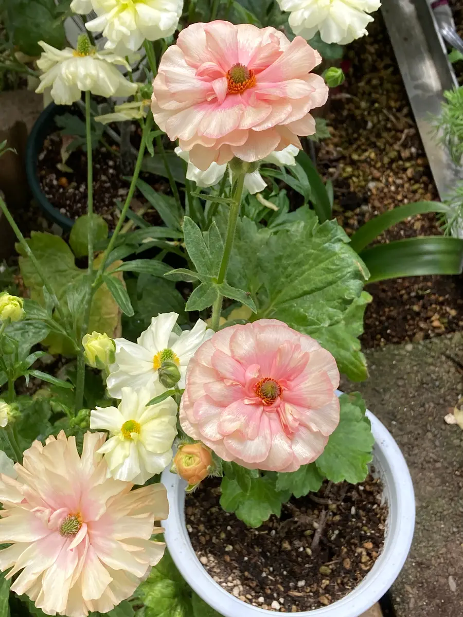 リーベラ切り花品種らしく花も茎も太い「2025年ラナンキュラスラックス