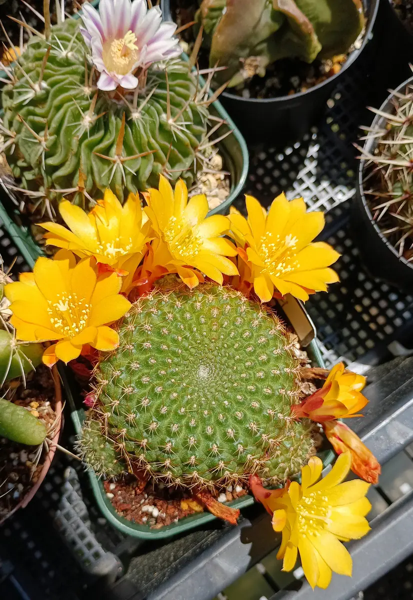 花サボテン　レブチア　宝山　抜き苗 花サボテン レブチア 宝山 抜き苗 花サボテン レブチア 宝山 抜き苗