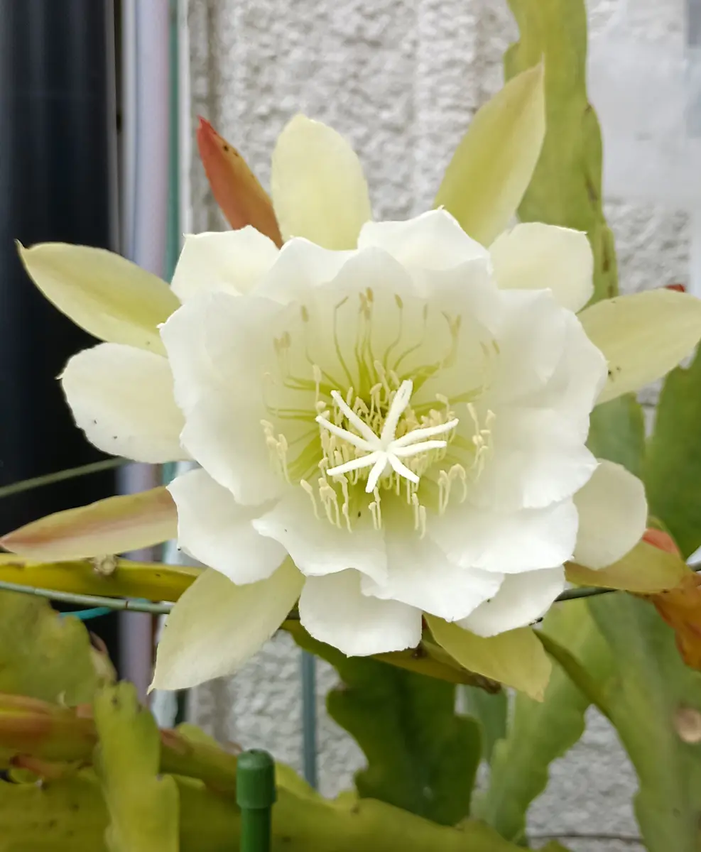 25/06/08,クジャクサボテン白(品種不明)「多肉植物」のアルバム