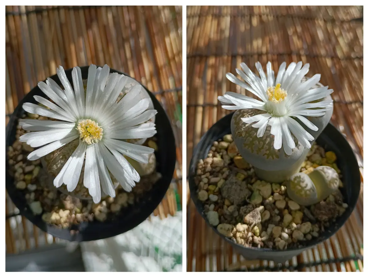 多肉植物　リトープス　入れ合わせ　品種たくさん　コメントください 25/11/22,リトープス(品種不明)咲き始「多肉植物」のアルバム