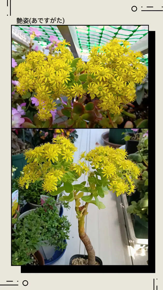 26/04/11,アエオニウム「艶姿」花がピ「多肉植物」のアルバム