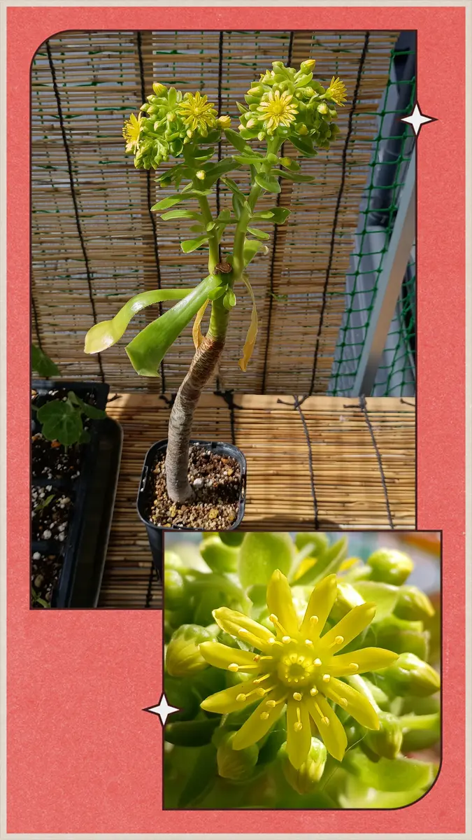 26/03/14,アエオニウム「艶姿」花が開「多肉植物」のアルバム