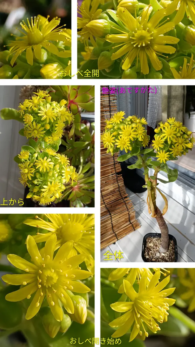 26/03/21,アエオニウム「艶姿」花が開「多肉植物」のアルバム