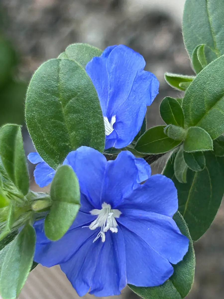 アメリカンブルーブルーが涼しげです♪「お気に入りの花・寄せ植え