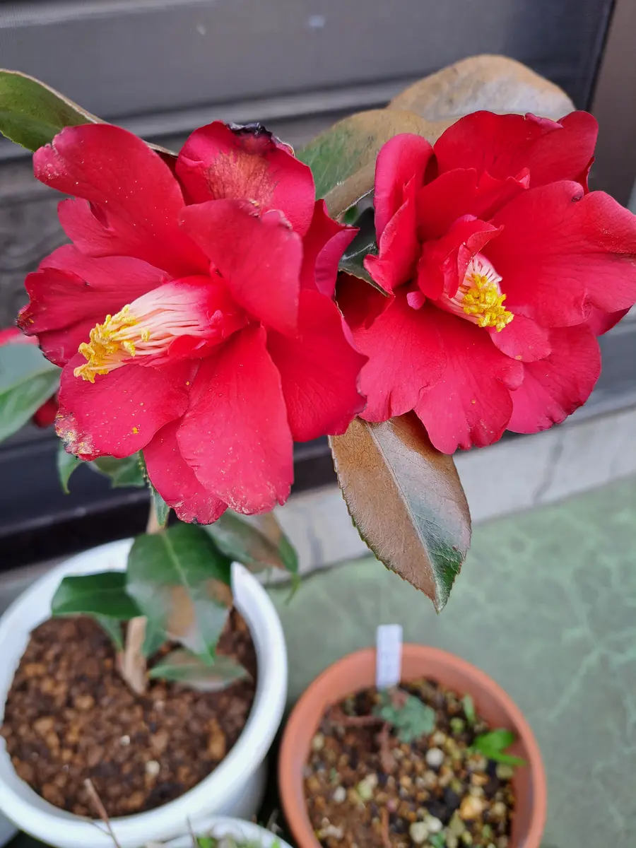 ツバキ(ファイヤーダンス)先日迎えた「2025年 令和7年 我が家の植物