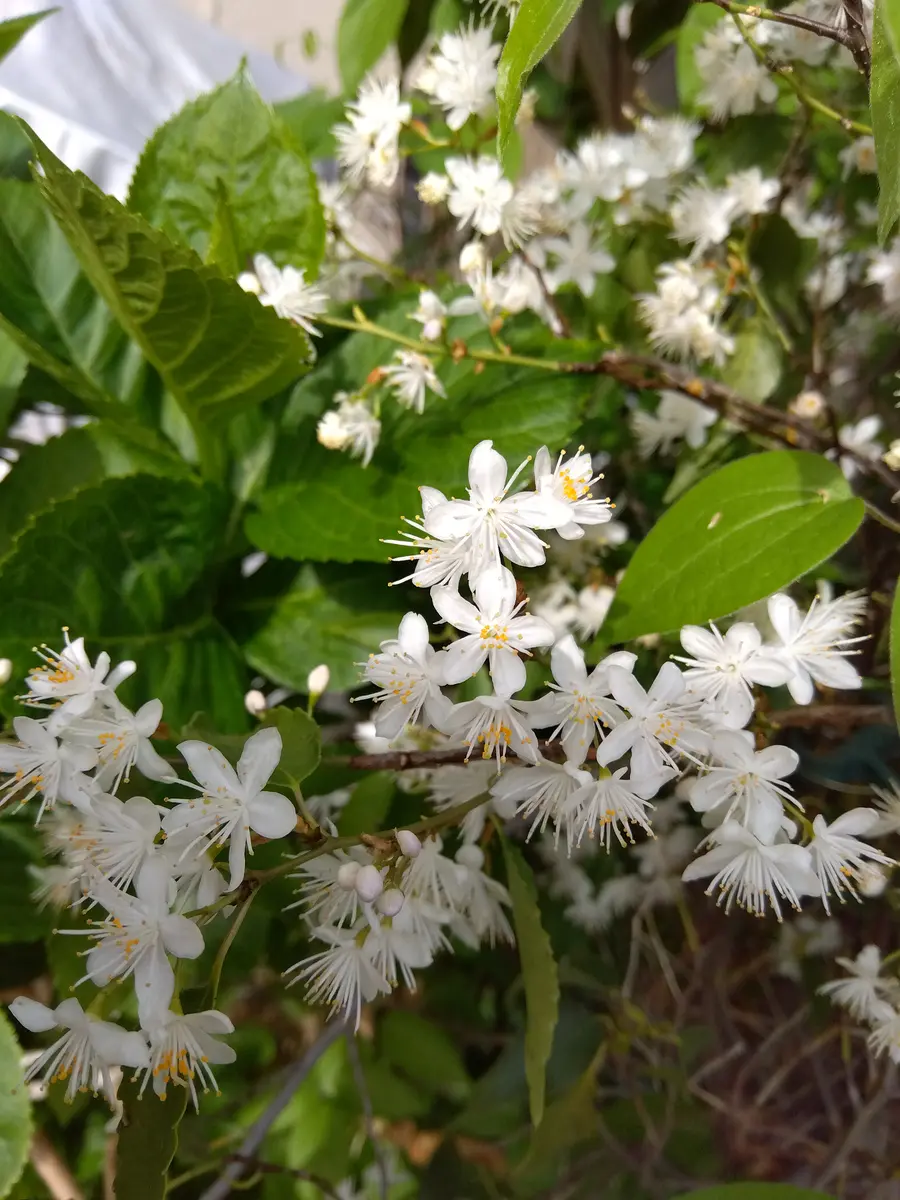 庭のはいの木の花小さな花がたくさん咲「2025年の庭の木と花」の