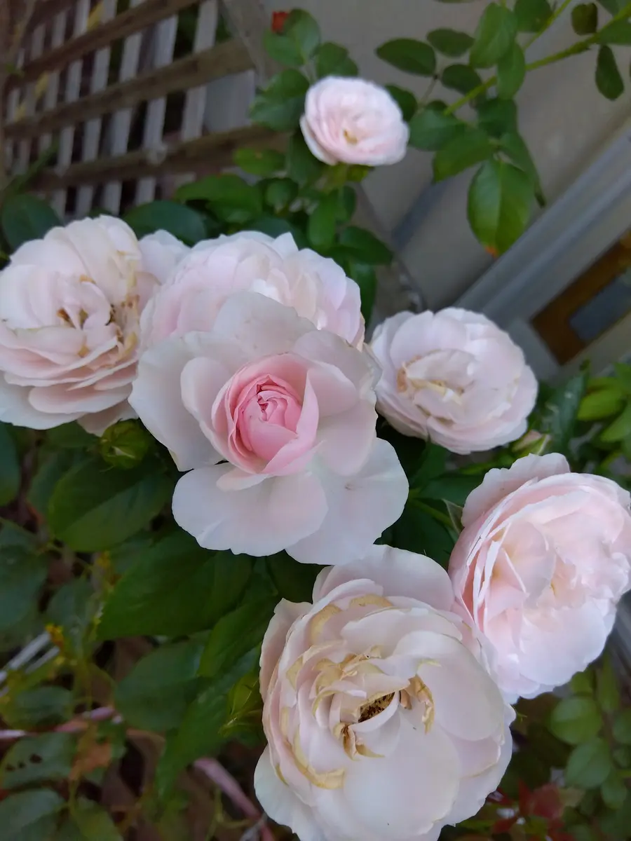 園芸 ハンスゲーネバイン 鉢植え 庭の薔薇 ハンスゲーネバイン 小さめ
