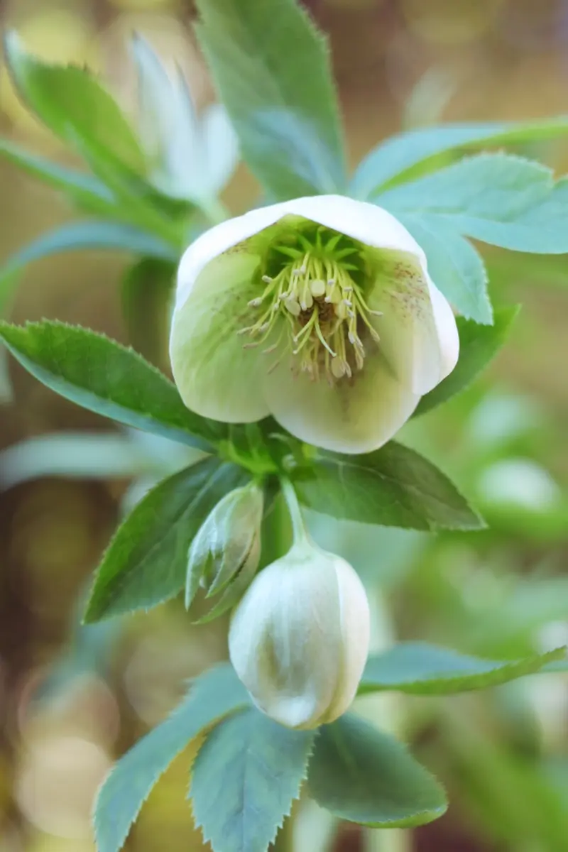 2025/2/8原種リグリクス交配青臭い香「FY2024（〜2025)クリスマス