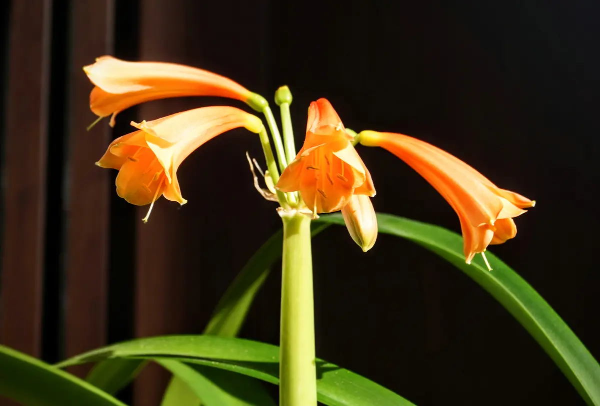 img_cache_a_73232_1_1769565702