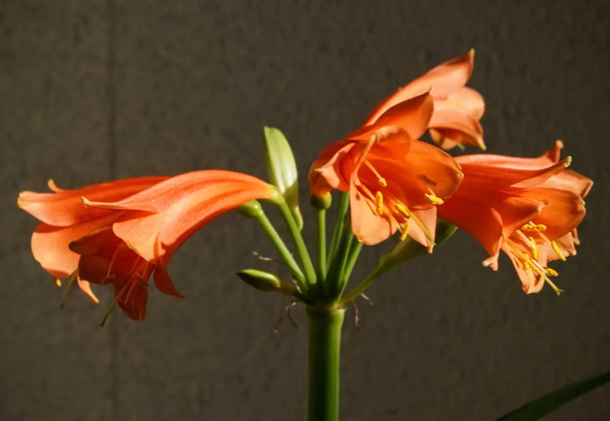 26.1.23 種間交配クンシランの花のアッ「クンシラン（Clivia）Ⅱ