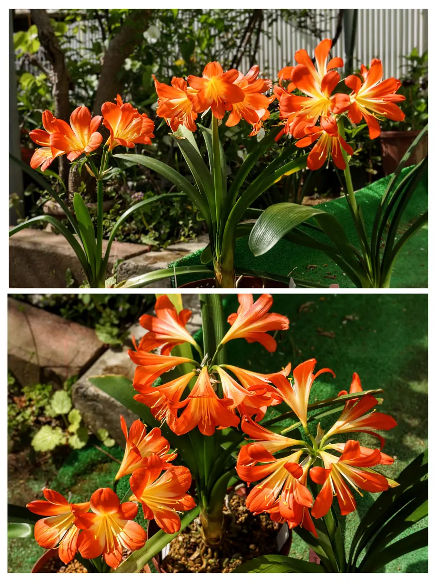 26.4.24 3種類のオレンジ花クンシラン「クンシラン（Clivia）Ⅱ