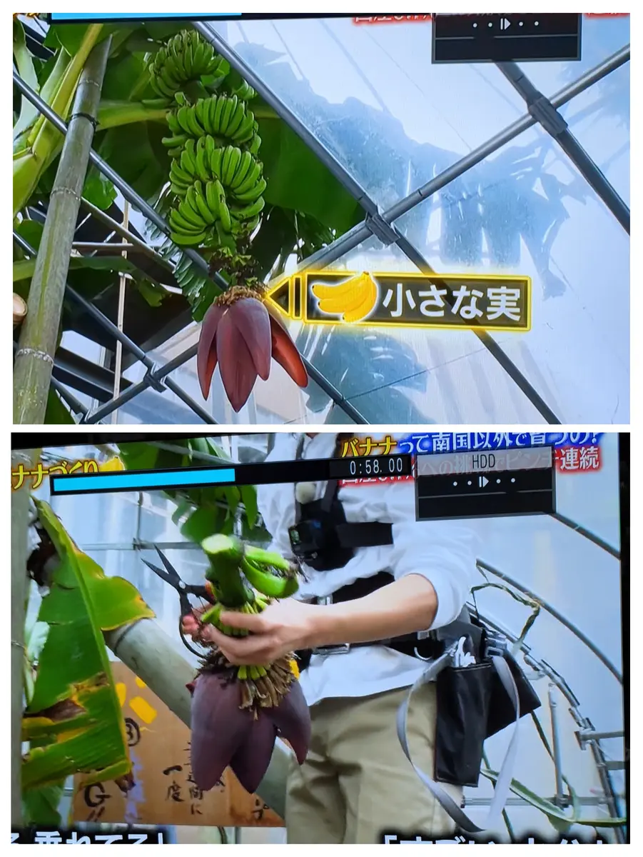 鉄腕ダッシュのバナナ その3 2025/02/「2025〜うちの花じゃないけど