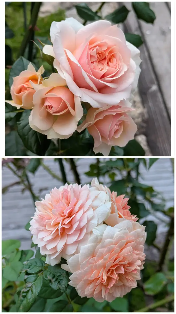 🟩8/313:19（満開）:前回の水彩画でも「2025〜うちの花じゃないけど