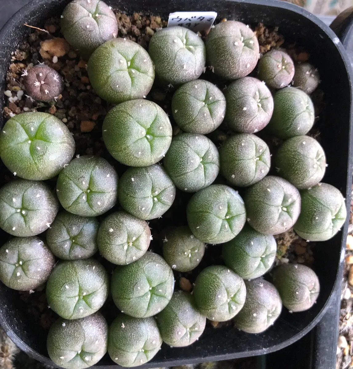 img_cache_a_73259_1_1741508394