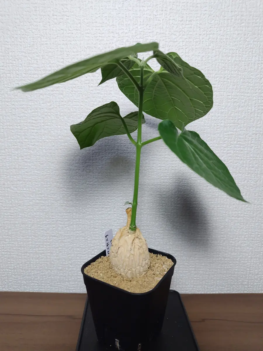 全国どこでも送料無料！ マテレアシクロフィラ「塊根植物用」のアルバム-みんなの趣味の 塊根植物・コーデックス
