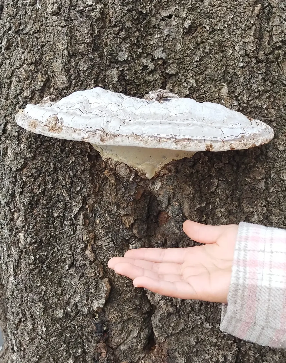 桜に付いてるサルノコシカケ大きい！「散歩中のわくわく」のアルバム