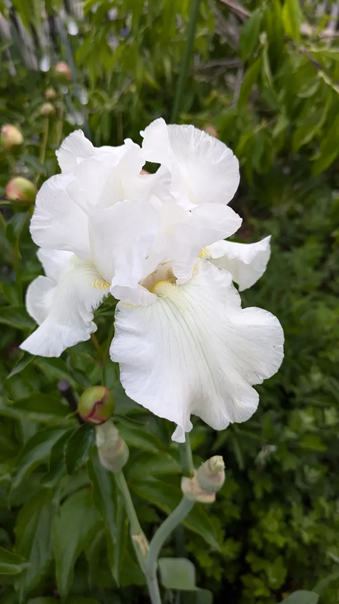 白のジャーマンアイリスが咲きました🌼「2025年わが家の可愛いお花