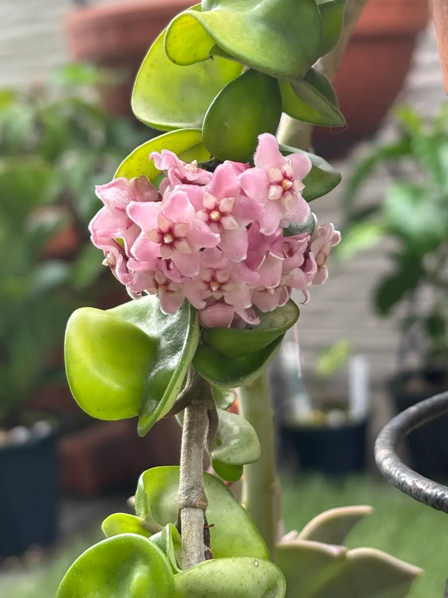 ホヤ　カルノーサ　スプラッシュ　サクララン 観葉植物『ホヤ』カルノーサ他21種！花、育て方｜サクララン属