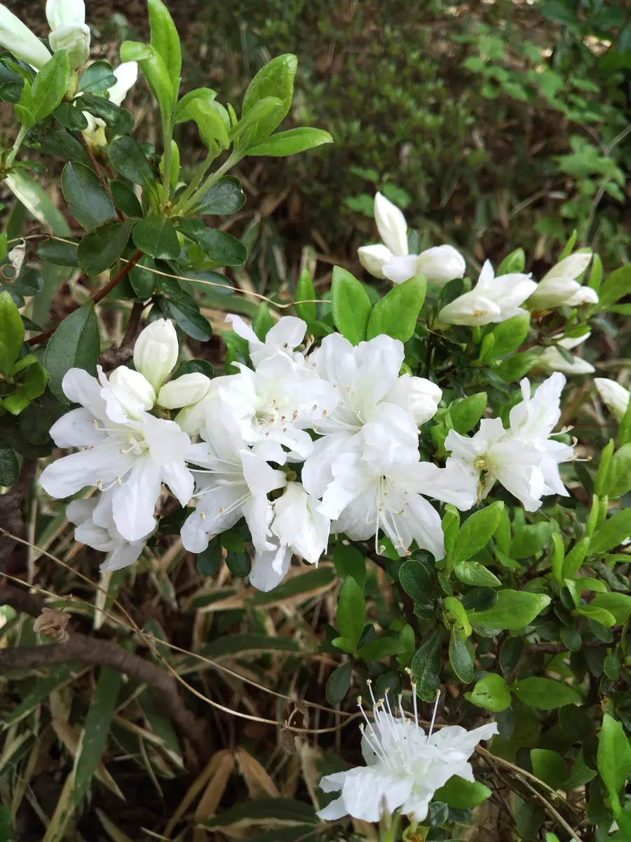 ヤマツツジ ✨白が清楚で美しい✨📹パ「公園散策～2025.1.24～」の