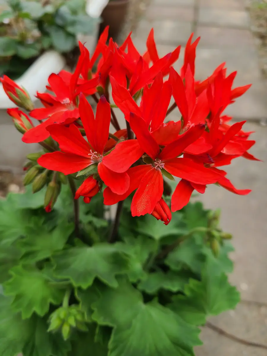 匠の技 贅沢ゼラニウム星咲きクアンタ「2025年の花」のアルバム