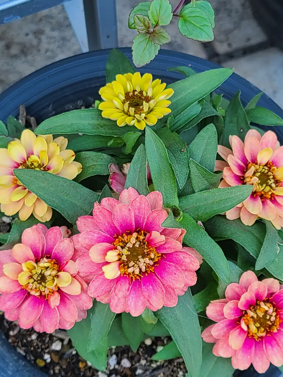 ジニアの花（色：ピンク・オレンジ・黄色・紫） 黄色から、ピンク色に変化するジニア「2025年の花」のアルバム