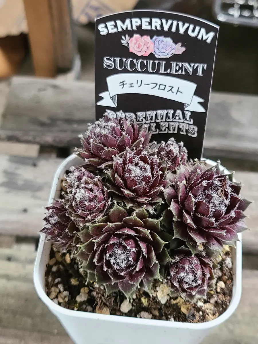 センペルビウム チェリーフロスト「2025年の花」のアルバム-みんなの