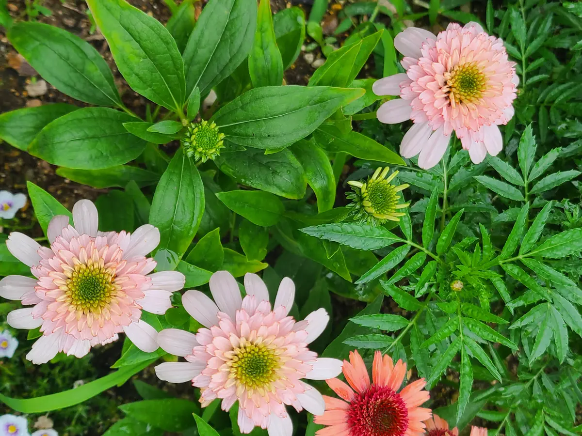 キャンディフロス「2025年の花」のアルバム-みんなの趣味の園芸2491805