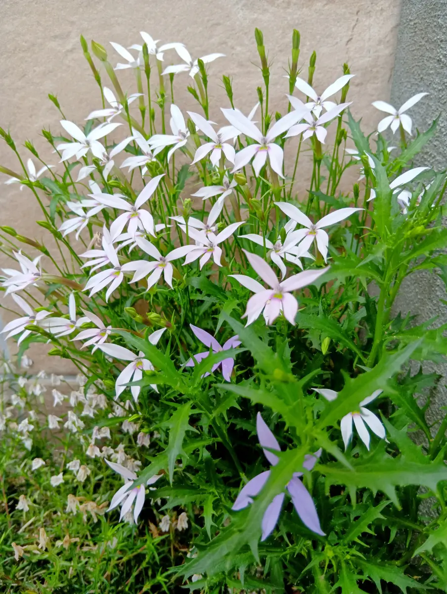 こぼれ種で咲くようになったイソトマ。「2025年の我が家のお花