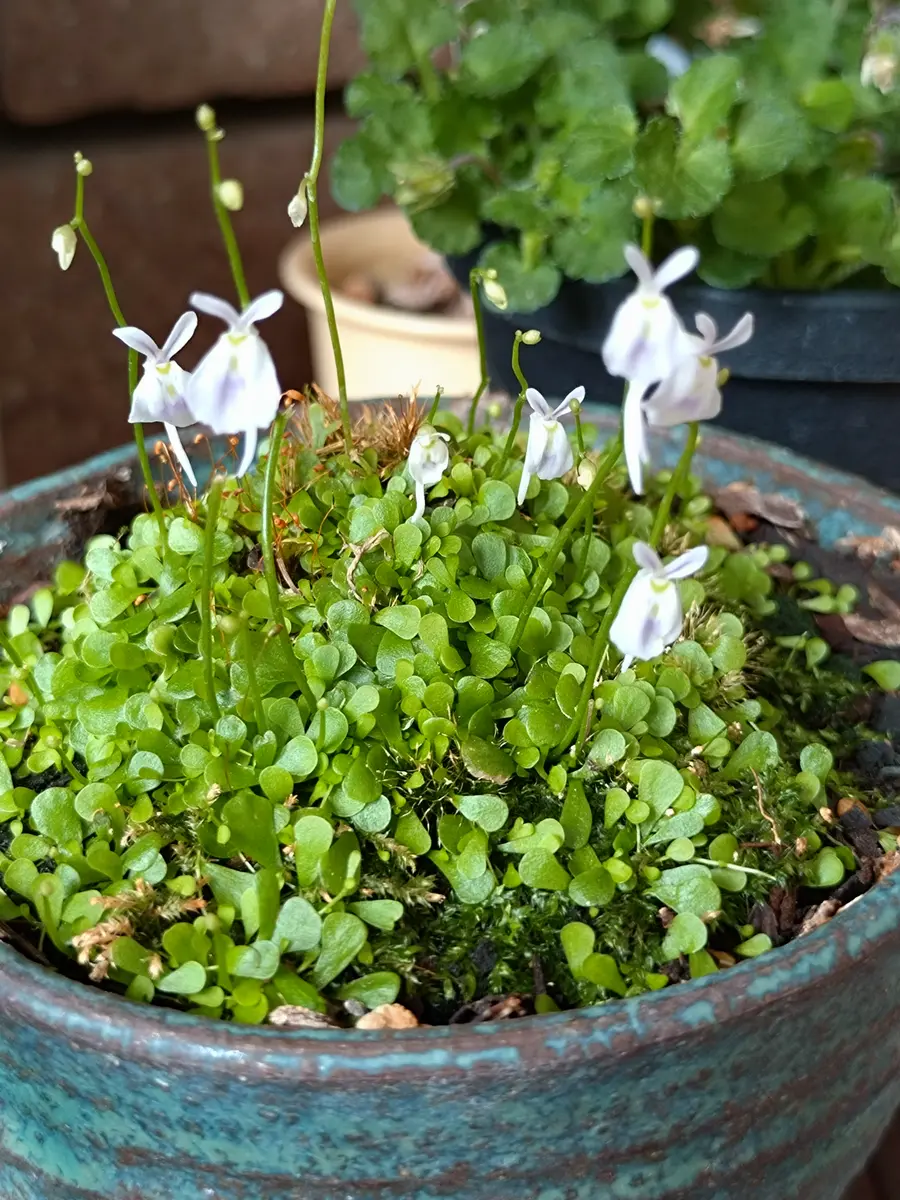 ウサギゴケ。ウサギの耳のような花弁が「庭の花達」のアルバム