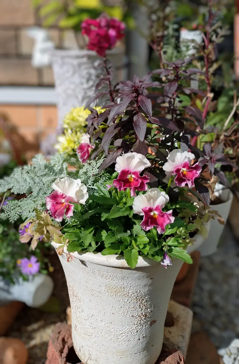 アルバルーチェとヒヤシンスの寄せ植え アルバルーチェビオラ寄せ植え。「庭の花達」のアルバム-みんなの趣味