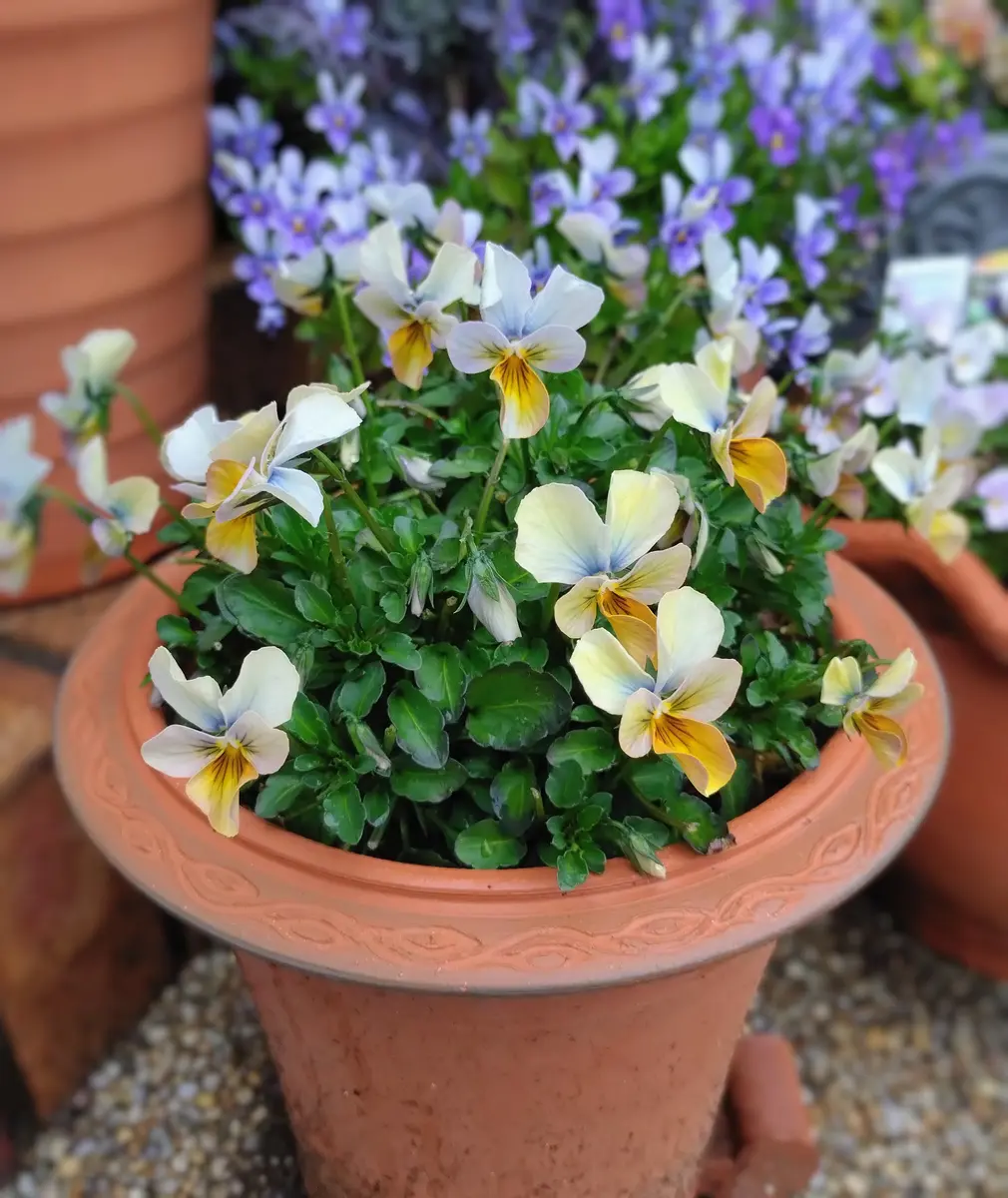 すみれ図鑑。青→紫→アンティークっぽい「庭の花達」のアルバム