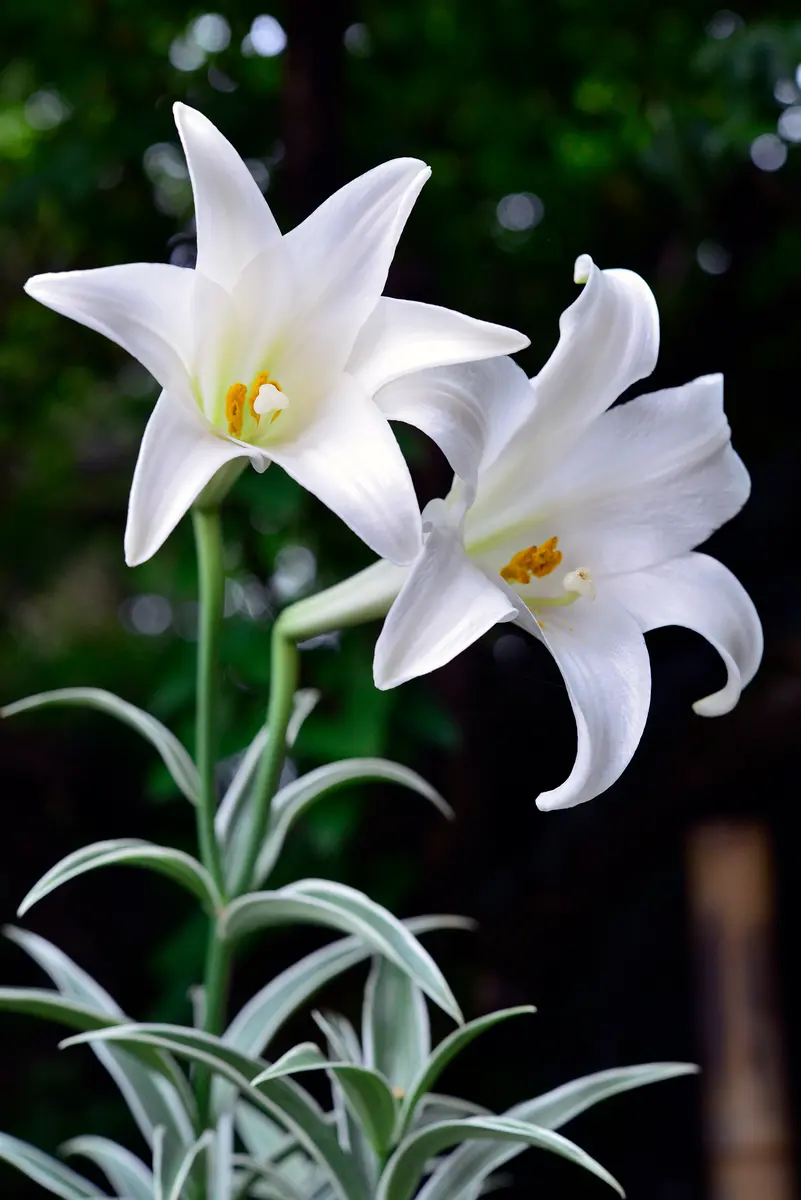 屋久島鉄砲百合「屋久島」を関する植「庭の記憶2025」のアルバム