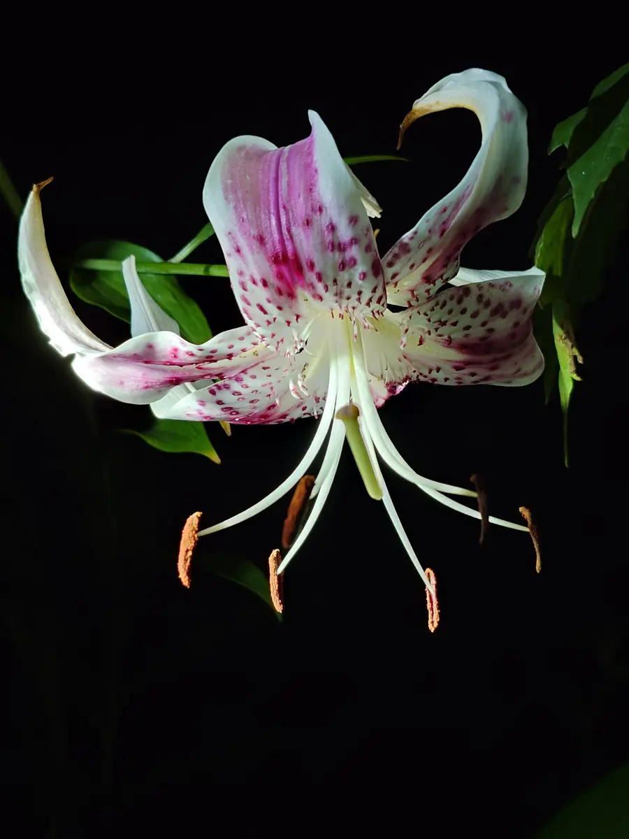 専用 鹿の子百合 クレイフラワー 775a36a6c5cb9f2df7a53ab5d307ed