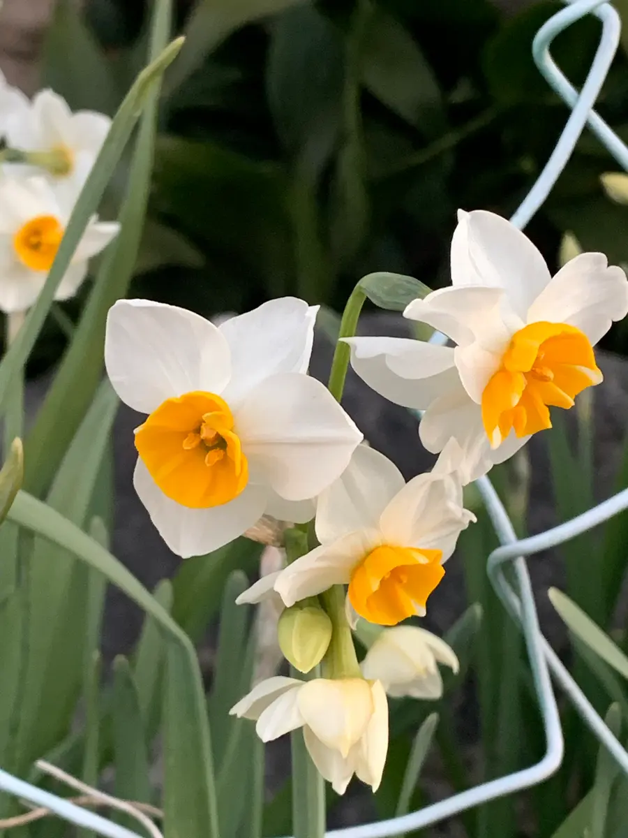 香合　花仙 日本水仙良い香りです。「2025庭の花」のアルバム-みんなの趣味の園芸