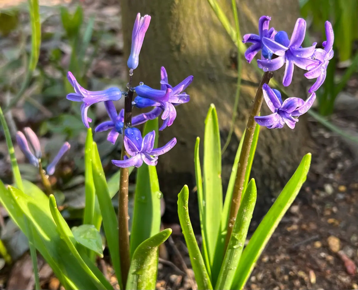 確認用 ローマンヒヤシンス　青紫 ローマンヒヤシンス 青紫色「2025年我が家の花たち色々」のアルバム