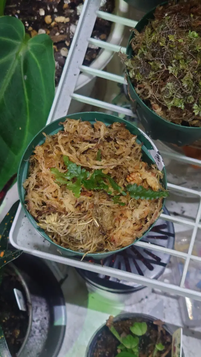 着生シダ】Teratophyllum rotundifoliatum