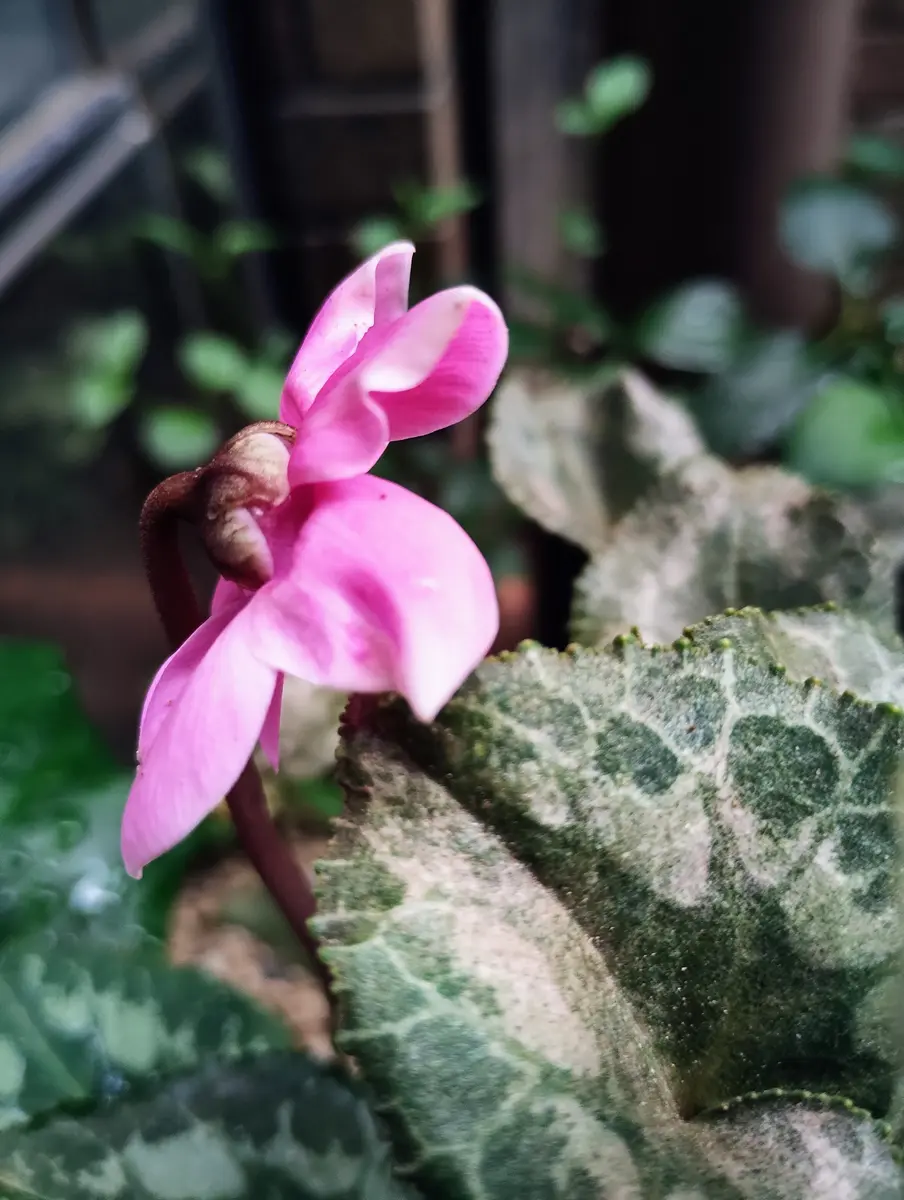 img_cache_a_73406_1_1754430585