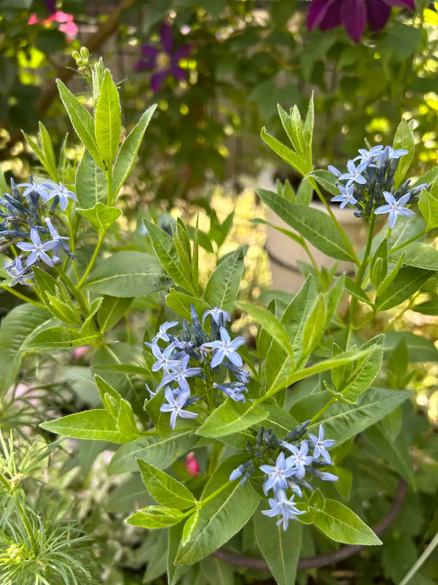 5/21アムソニア オリエンタリスブル「庭の花たち 2025」のアルバム