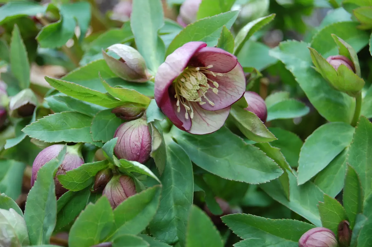 ㉕-17クリスマスローズ ㉕-17クリスマスローズ ㉕-17クリスマスローズ 【公式通販】