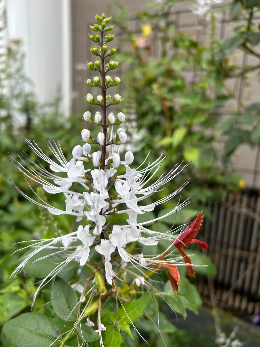 10/7ネコノヒゲこちらも地植えにした「庭の花たち 2025」のアルバム