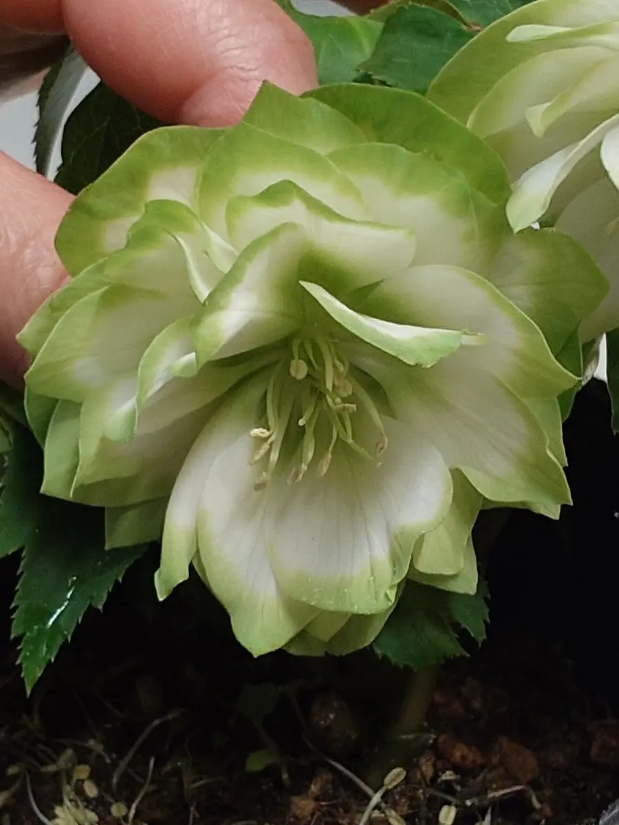 利休曽田園芸「クリスマスローズ」のアルバム-みんなの趣味の園芸2610157