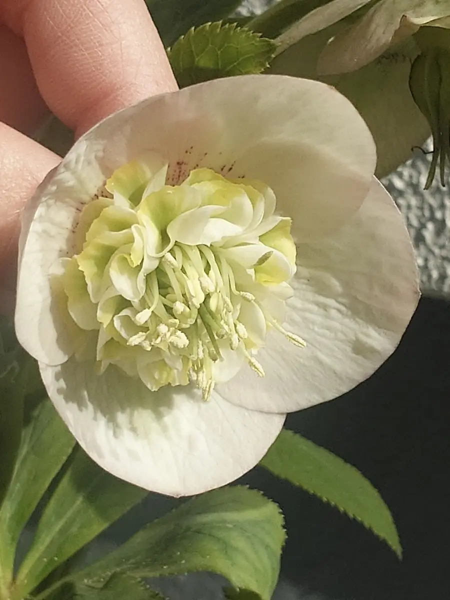 モーリー加藤農園♀多弁ディープワイ「クリスマスローズ」の