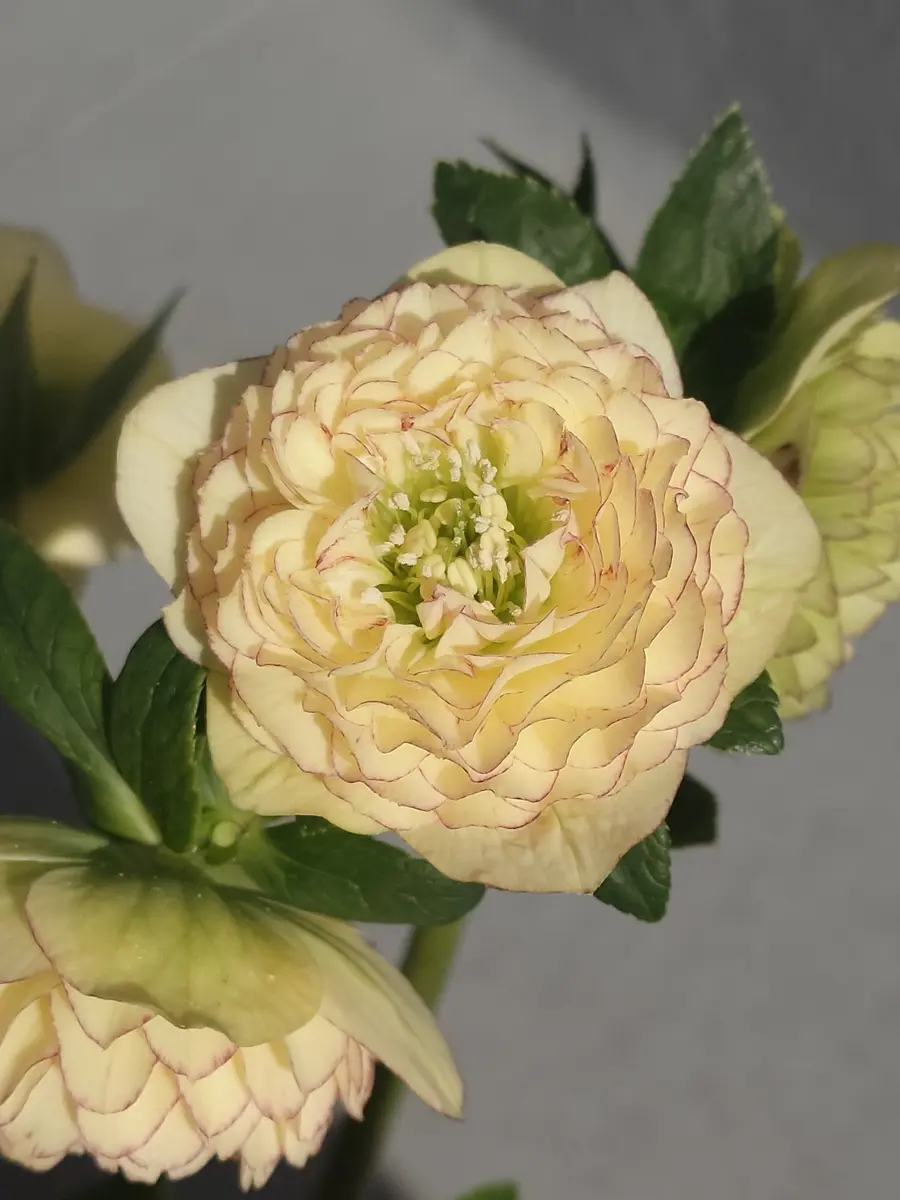 アフロディーテ加藤農園♀アフロディ「クリスマスローズ」の