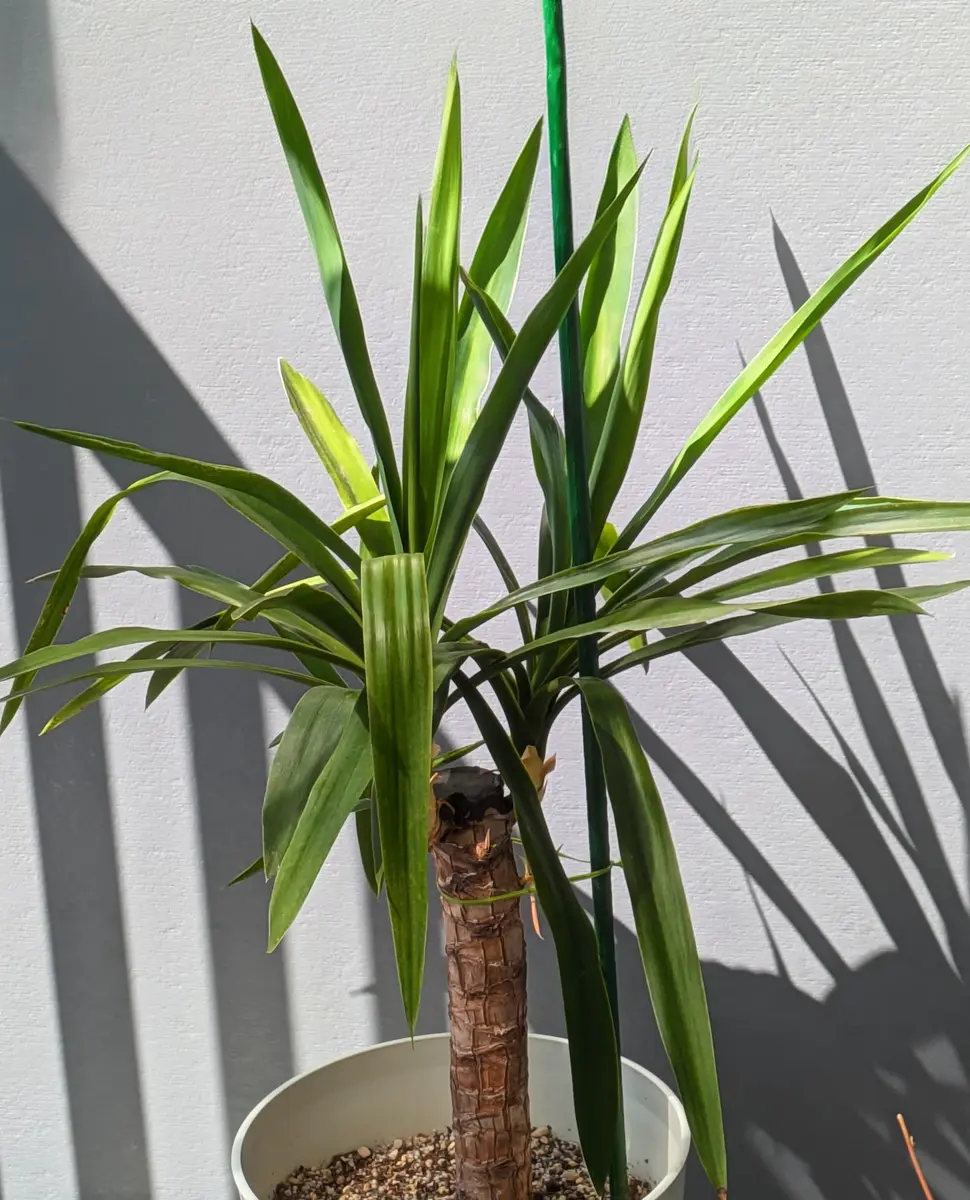 ちょうど良い支柱に出会えず長ーいのを「ワクワク」のアルバム