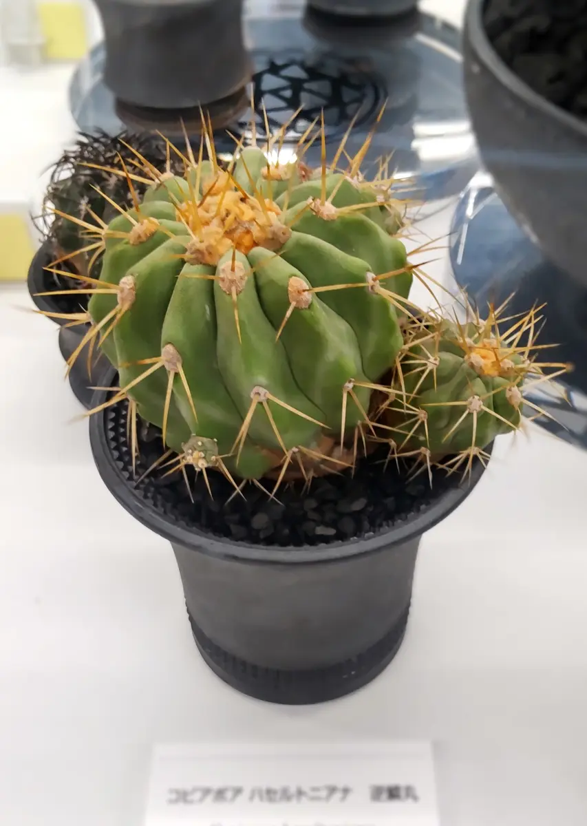 サボテン コピアポア ギガンティア 現地球