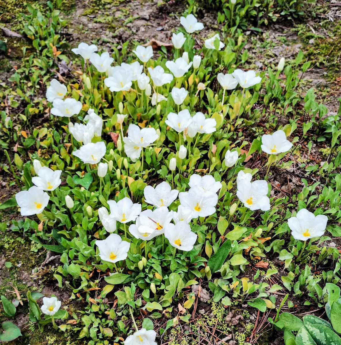 キンパイソウ🤍💛白い花がカップ状に咲「特別な人2025年」の