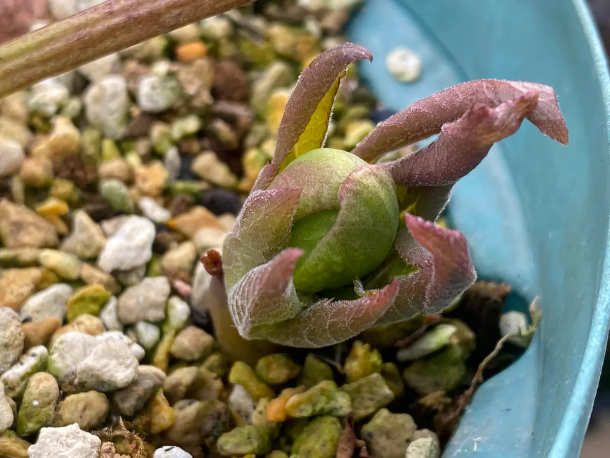 シクロフィルス(原種)「2025年クリスマスローズ」のアルバム-みんなの